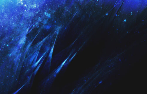 Chordata on Mantis Radio