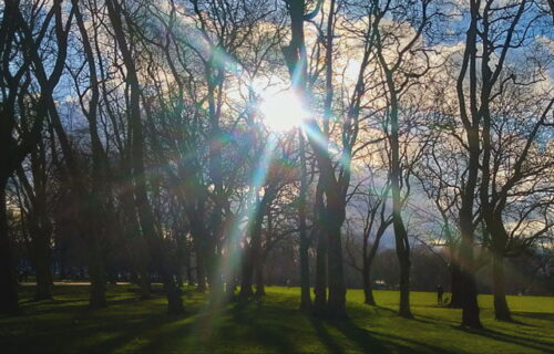 Sunlight beaming through trees in a wood, blue skies, green grass, marking the 2nd end of year round up for Mantis Radio