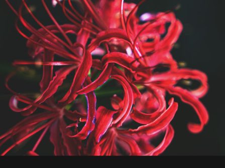 Red flower, bright and vivid, on black background - sanmal - Mantis Radio