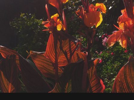 Red flowers, sunlit in shadow - Malcuth + Facutum - Mantis Radio
