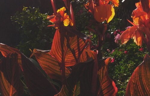 Red flowers, sunlit in shadow - Malcuth + Facutum - Mantis Radio