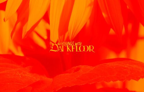 Close up of sunflower, coloured red and yellow on red and yellow background with Mornings with Darkfloor logo in centre of image.