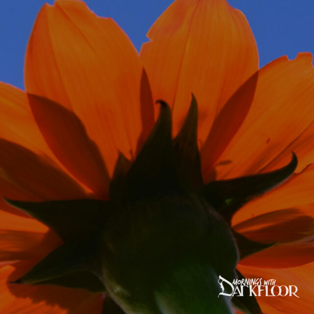 Mornings With Darkfloor - May 15, 2025