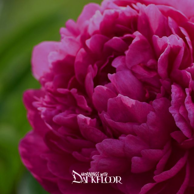 Mornings With Darkfloor - June 5, Pink Rose