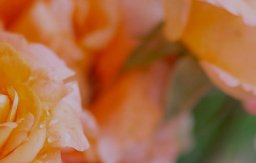 Mornings With Darkfloor - June 12, Orange Rose