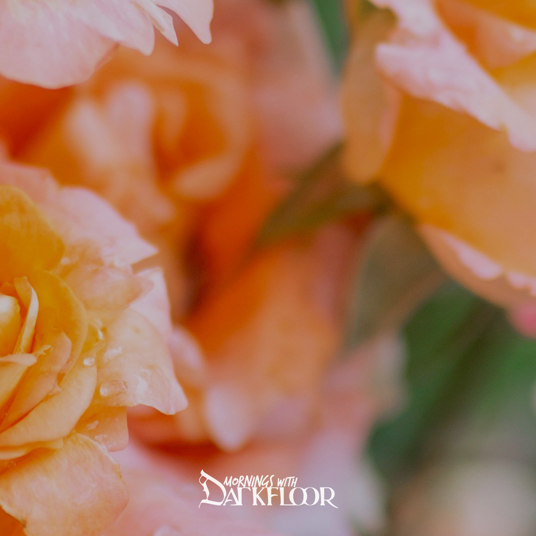 Mornings With Darkfloor - June 12, Orange Rose
