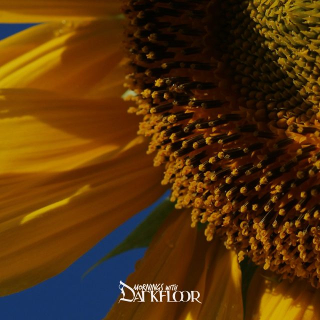 Mornings With SDarkfloor - July 3, 2025