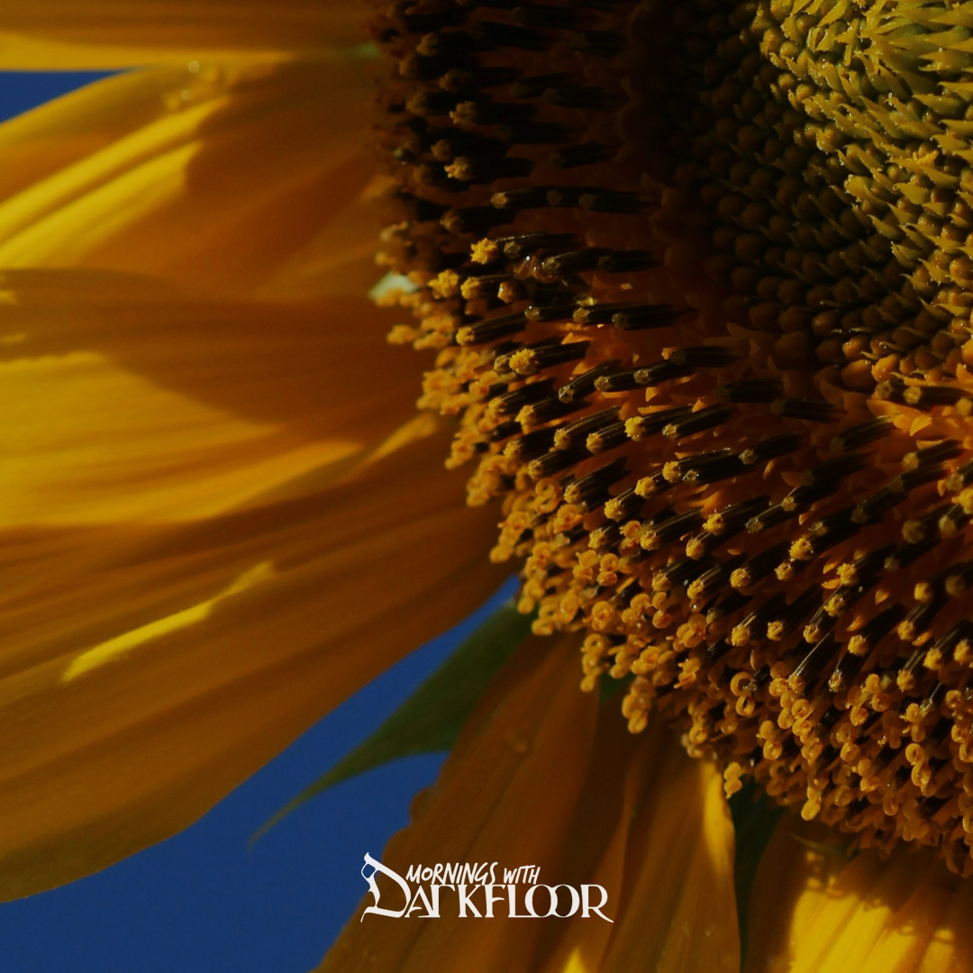 Mornings With SDarkfloor - July 3, 2025