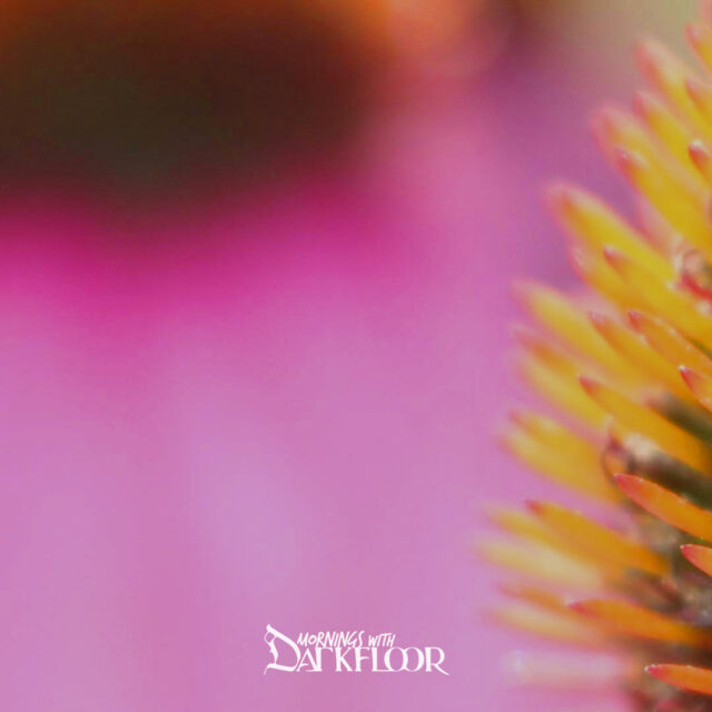 Mornings With Darkfloor July 10, 2025