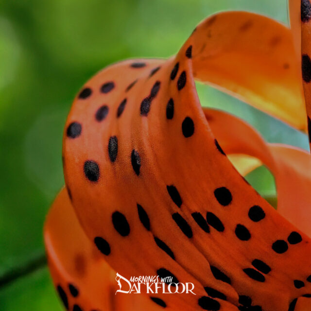 Mornings with Darkfloor 96