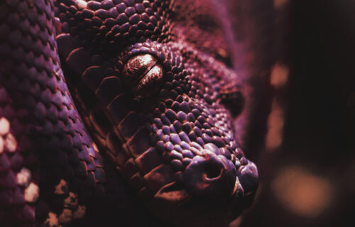 Mantis Radio 366 - SNKLS